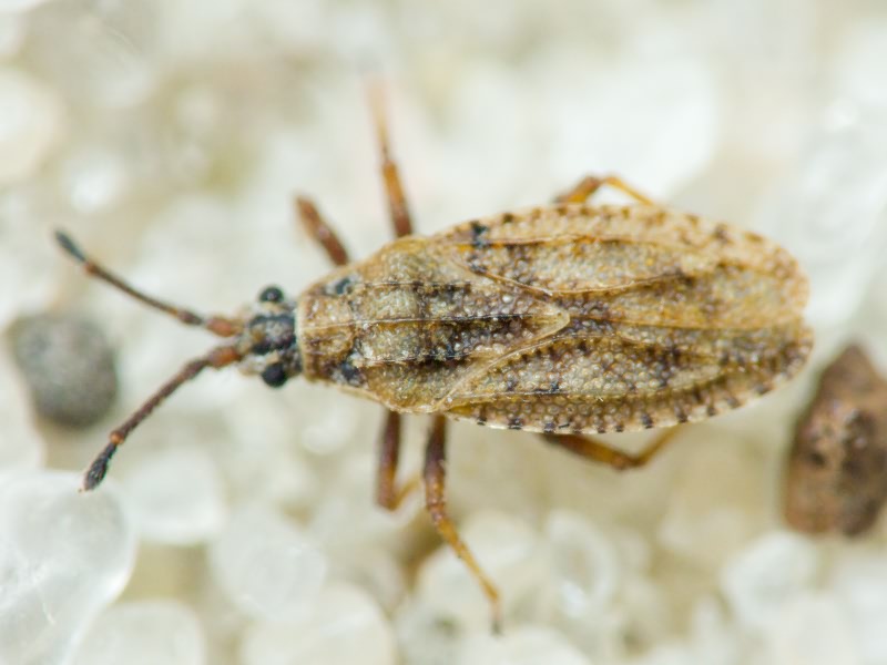 Tingis (Tropidocheila) maculata (Herrich-Schäffer, 1838)
